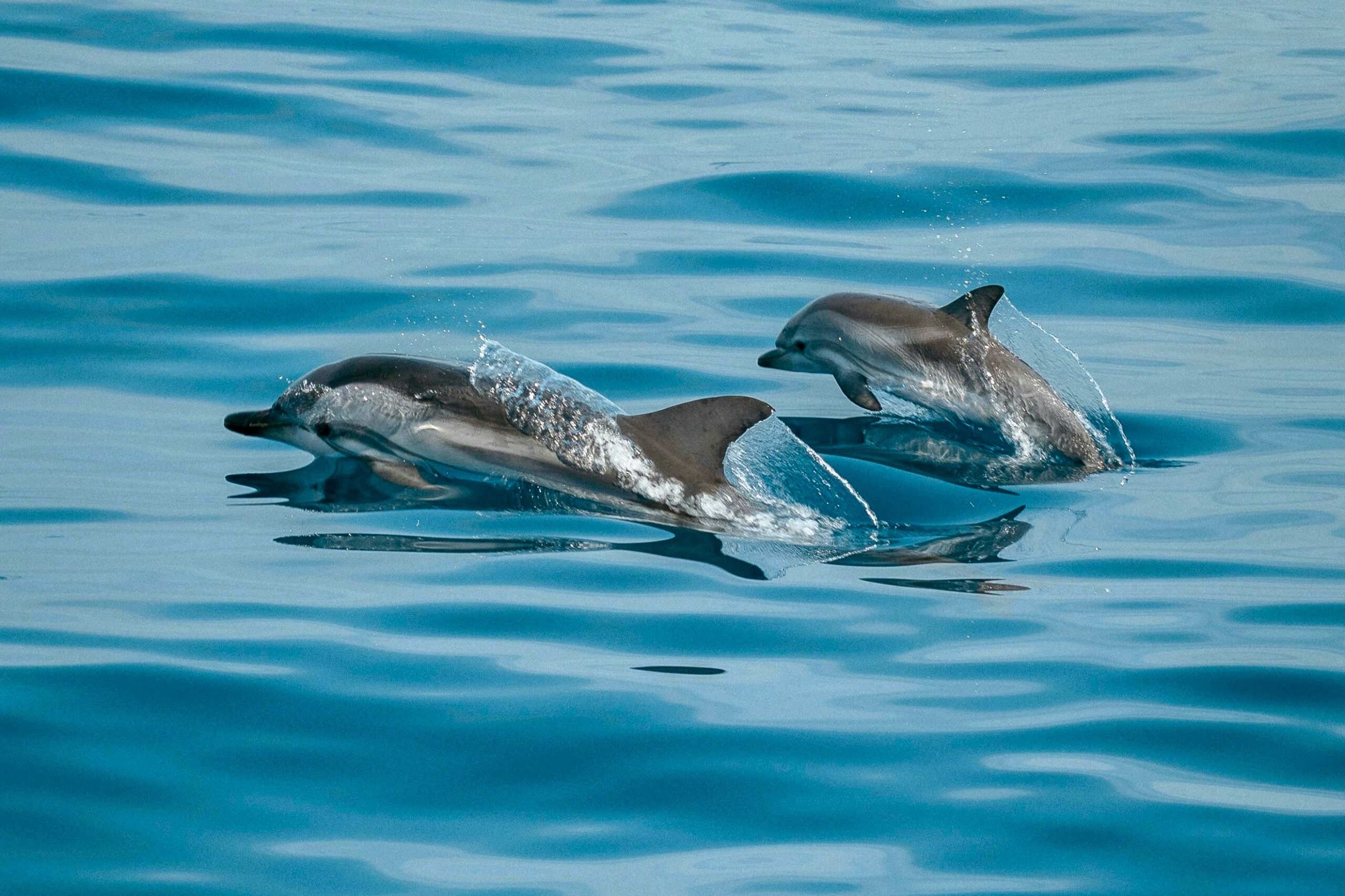 Rejs do domu delfinów